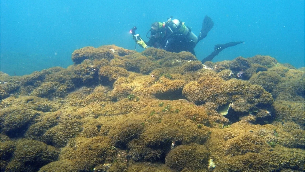 夏威夷拉响警报，不明藻类入侵破坏力惊人，近海生态面临灭顶之灾