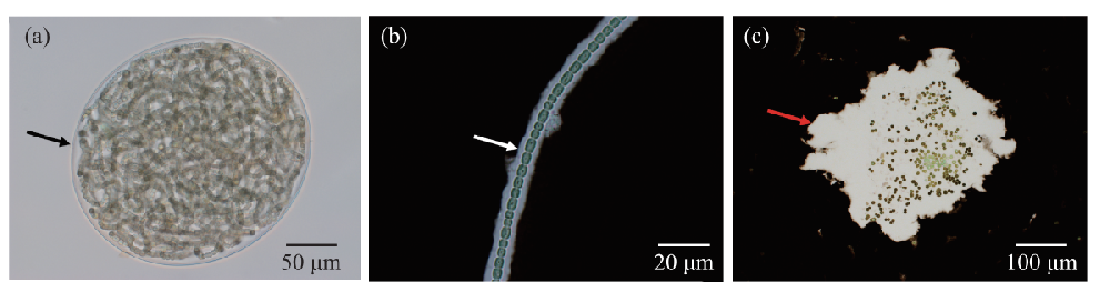 淡水蓝藻胶被生物学功能及其分子调控研究进展